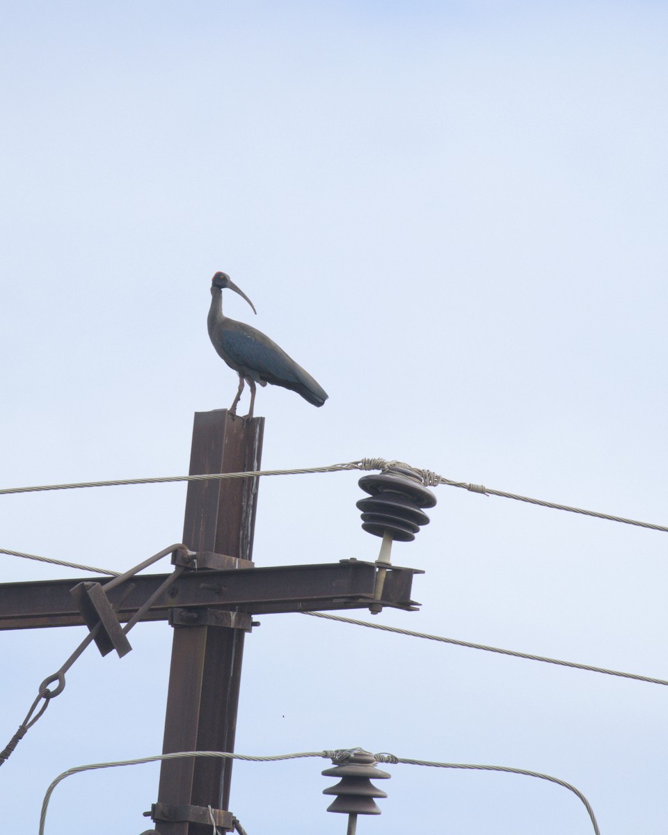 Red-naped Ibis - ML643081604