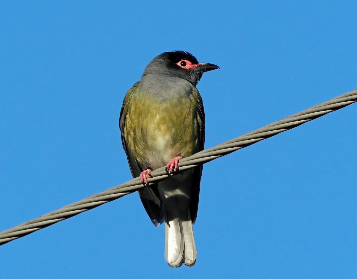 Australasian Figbird - ML643081613