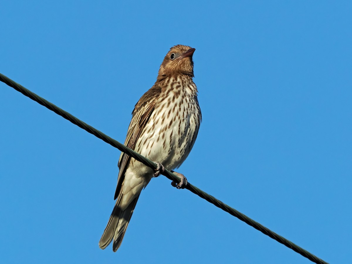 Australasian Figbird - ML643081614