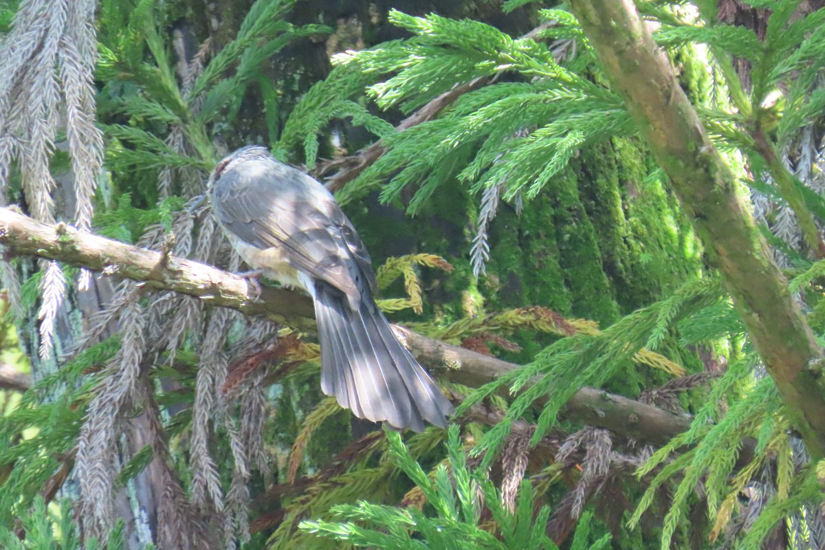 Brown-eared Bulbul - ML643081633