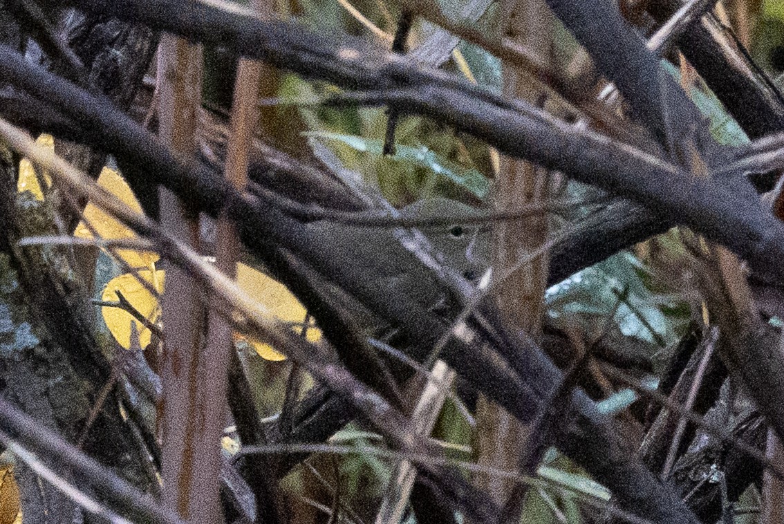 Orange-crowned Warbler - ML643081640