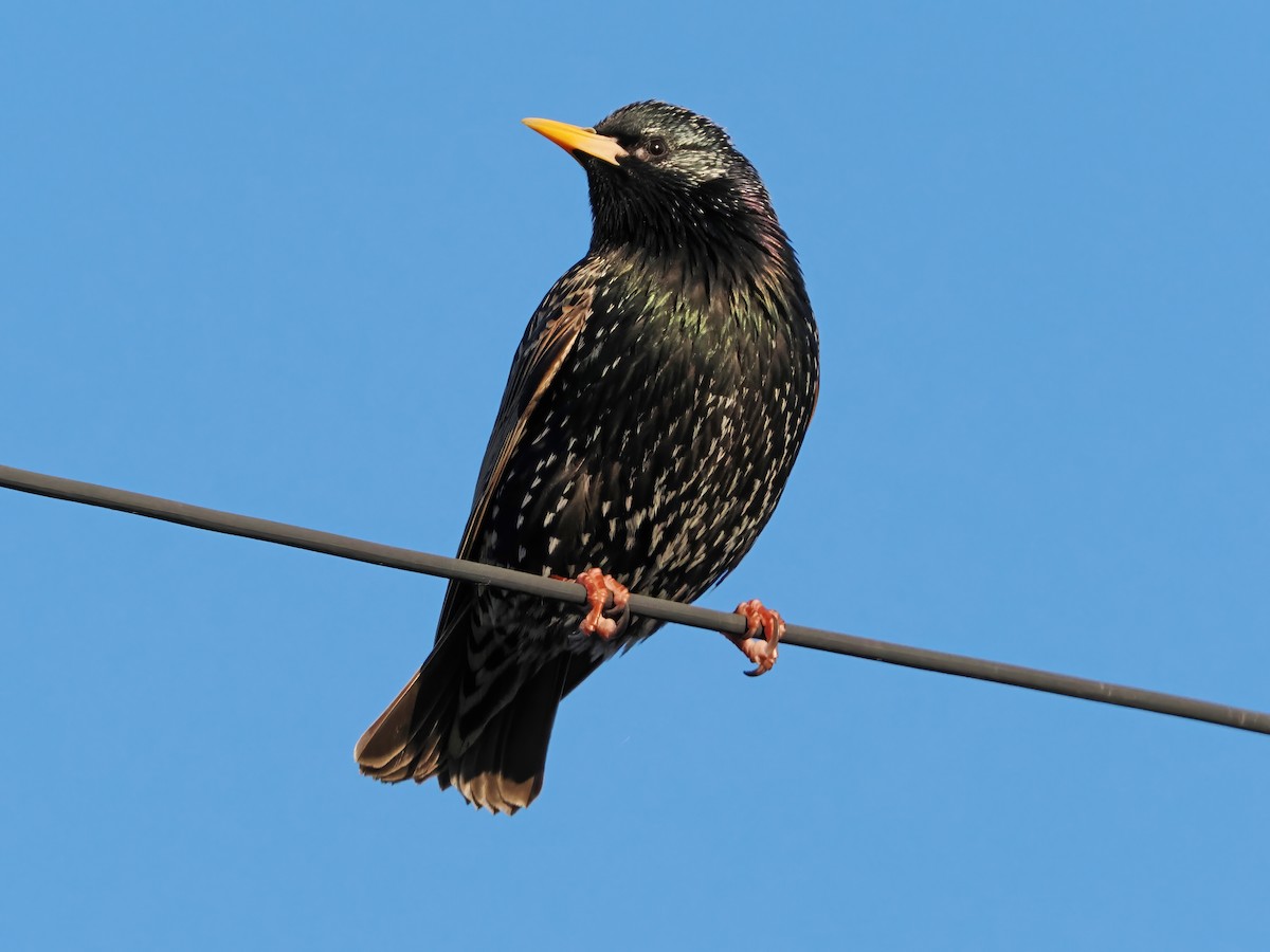 European Starling - ML643081649