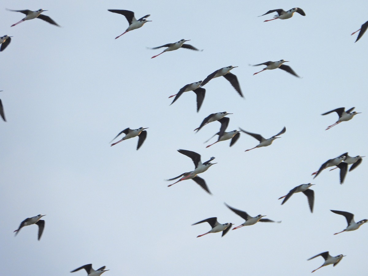 pisila černokrká (ssp. mexicanus) - ML643081657