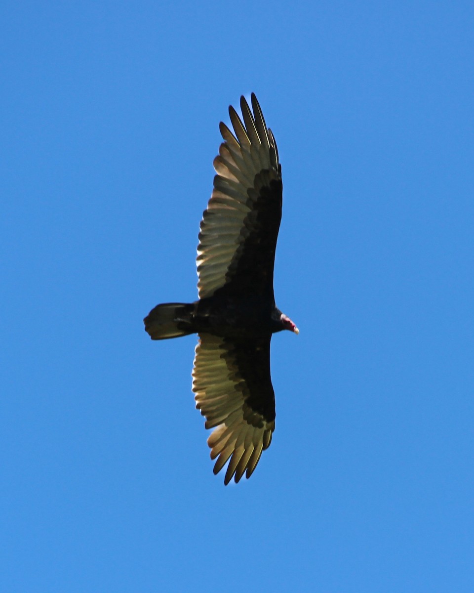 Turkey Vulture - ML643081662
