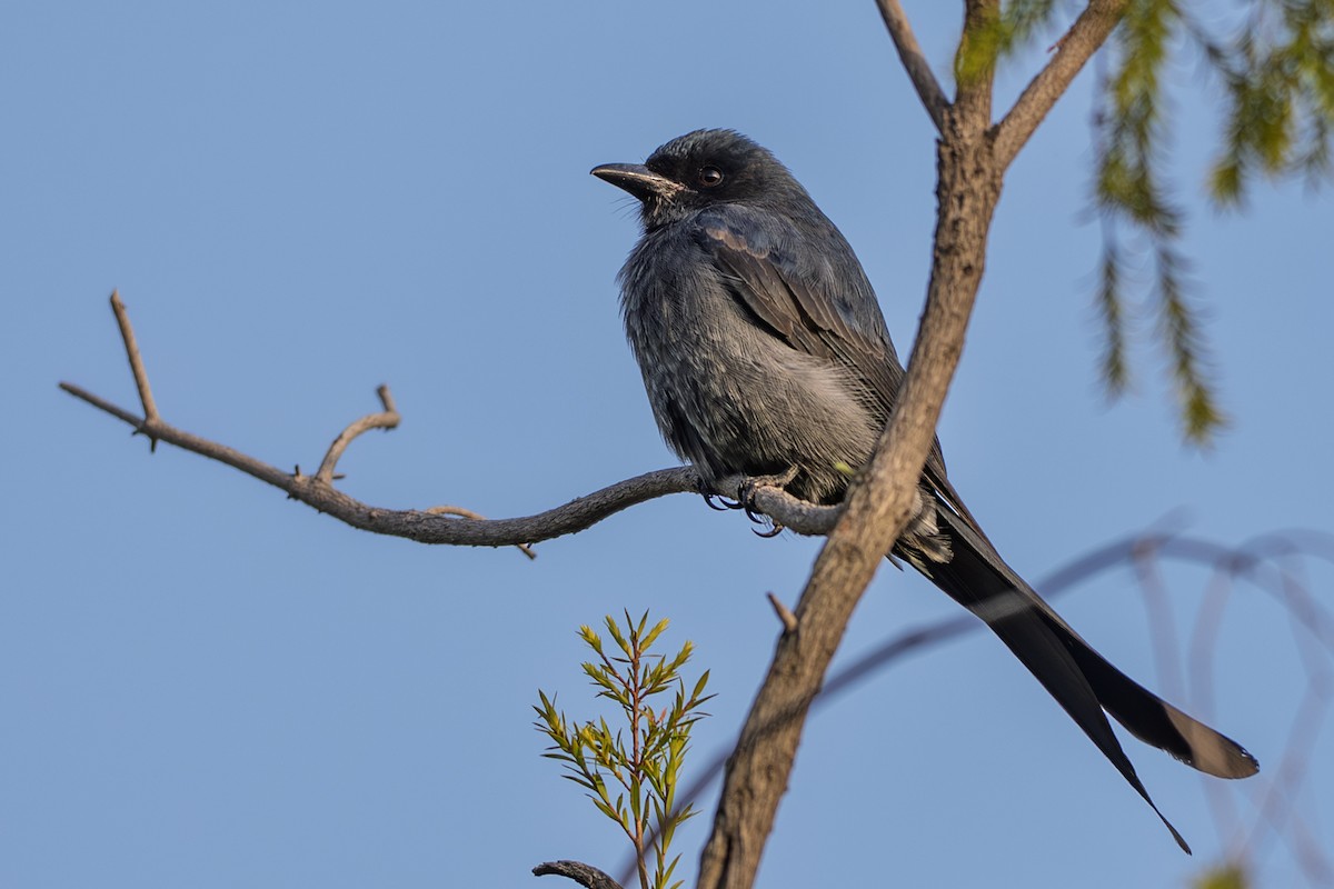 askedrongo - ML643081665