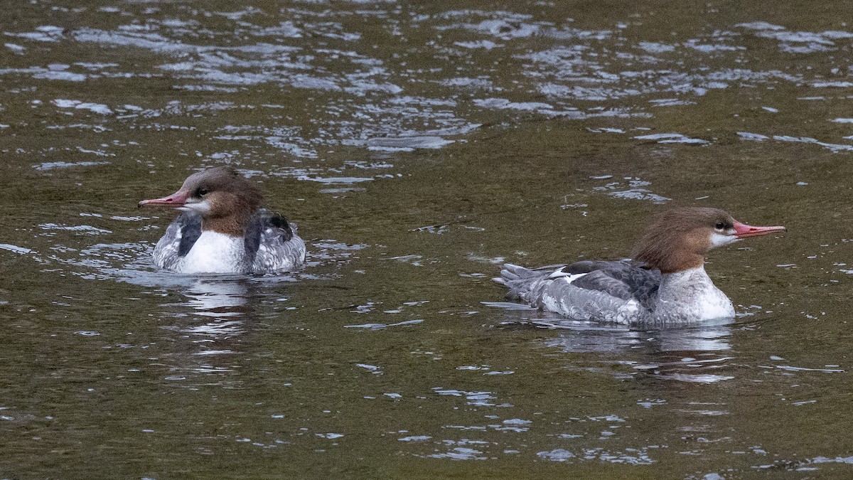 Common Merganser - ML643081674