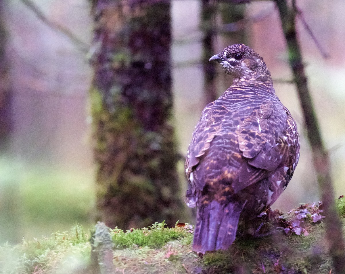 Spruce Grouse - ML643081675