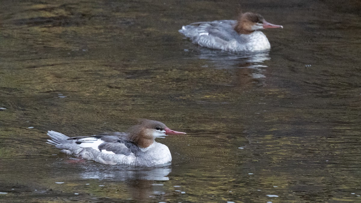 Common Merganser - ML643081676