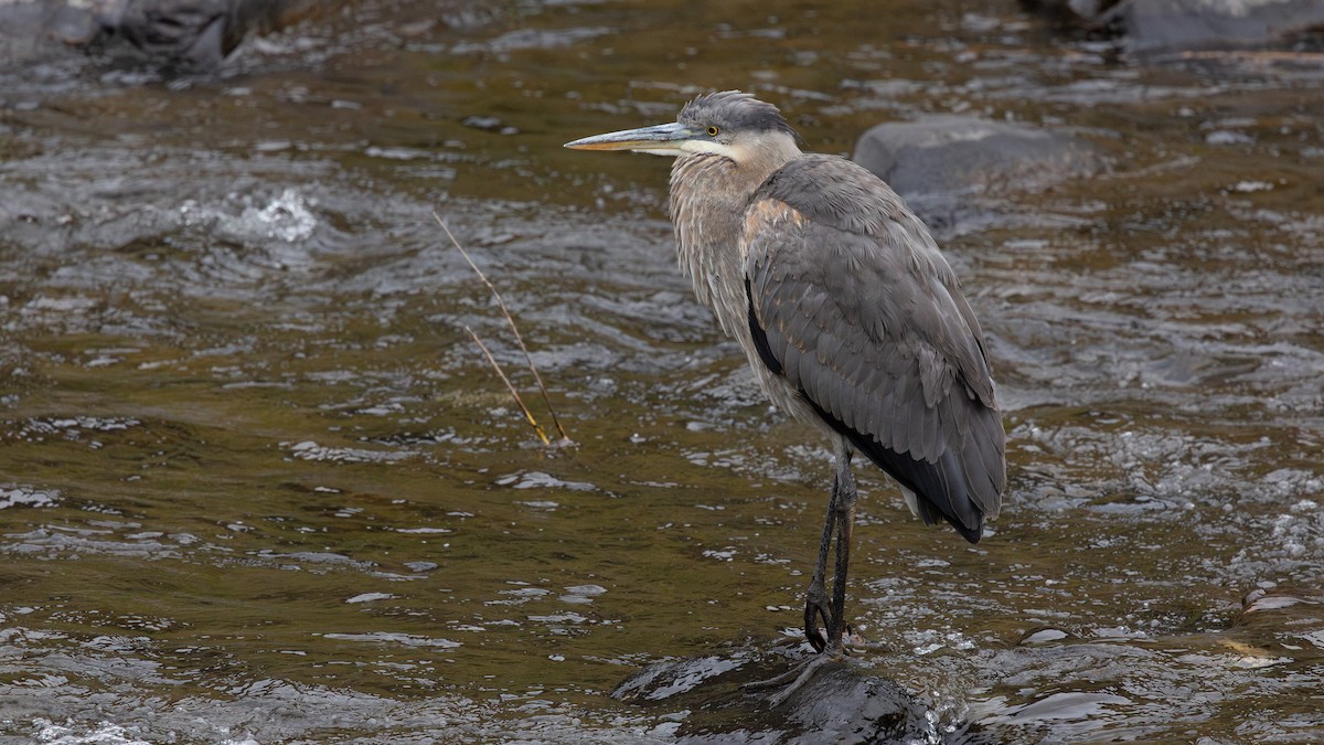 Great Blue Heron (Great Blue) - ML643081679