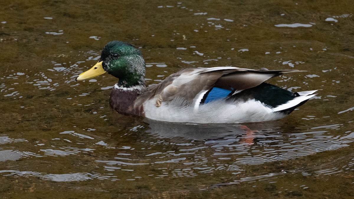 Mallard - ML643081683