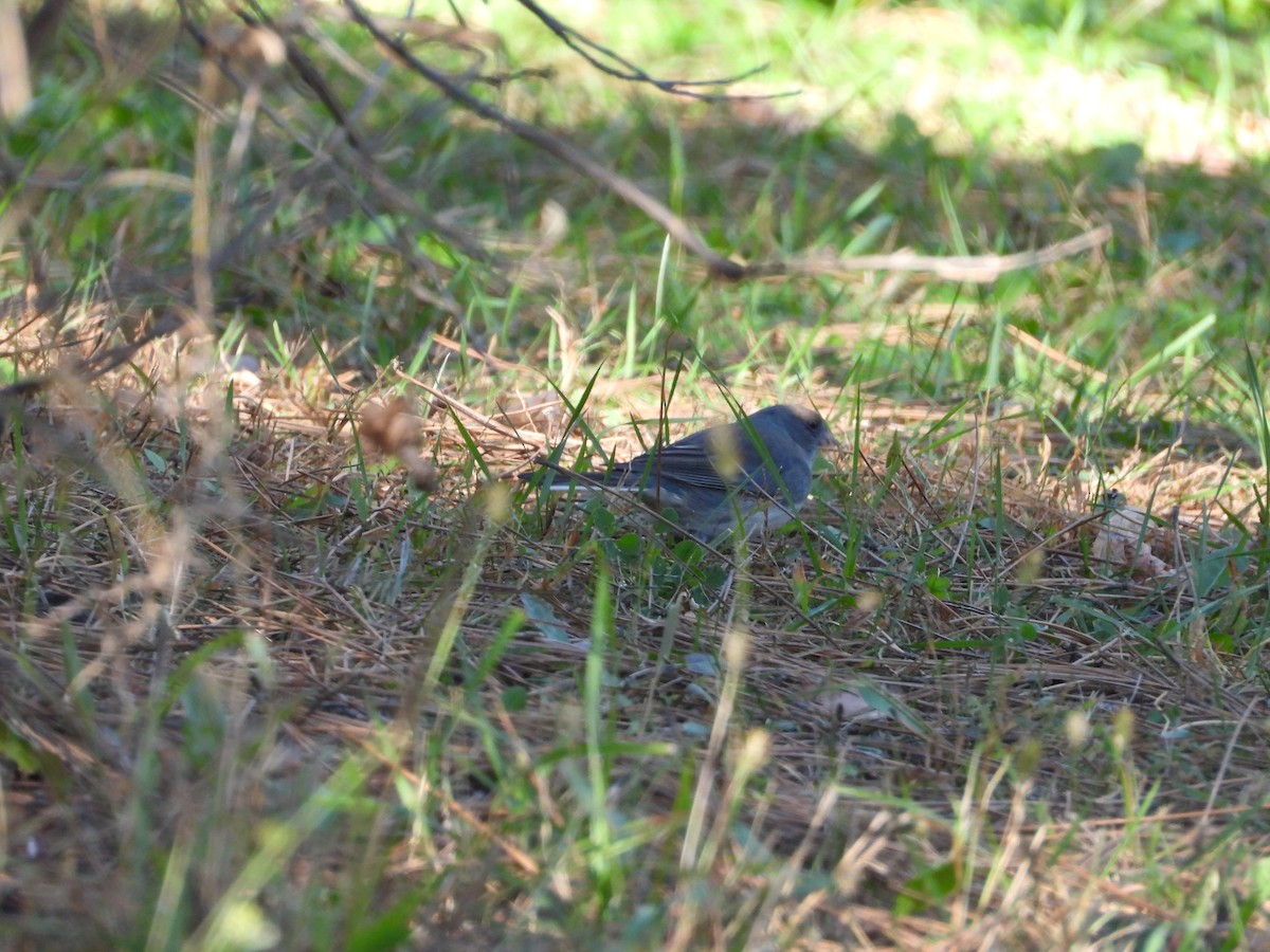 Dark-eyed Junco - ML643081692