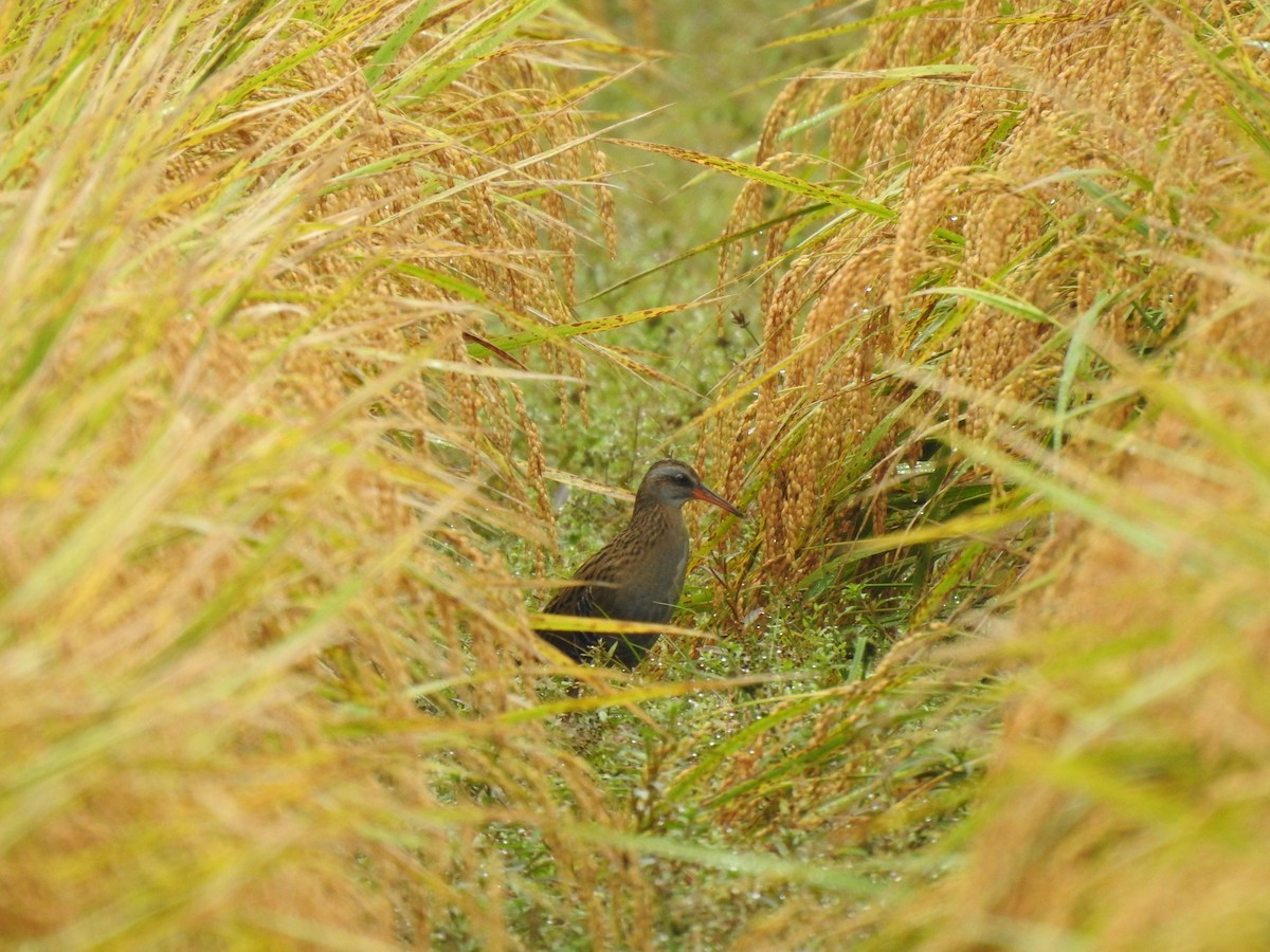 東亞秧雞 - ML643081706