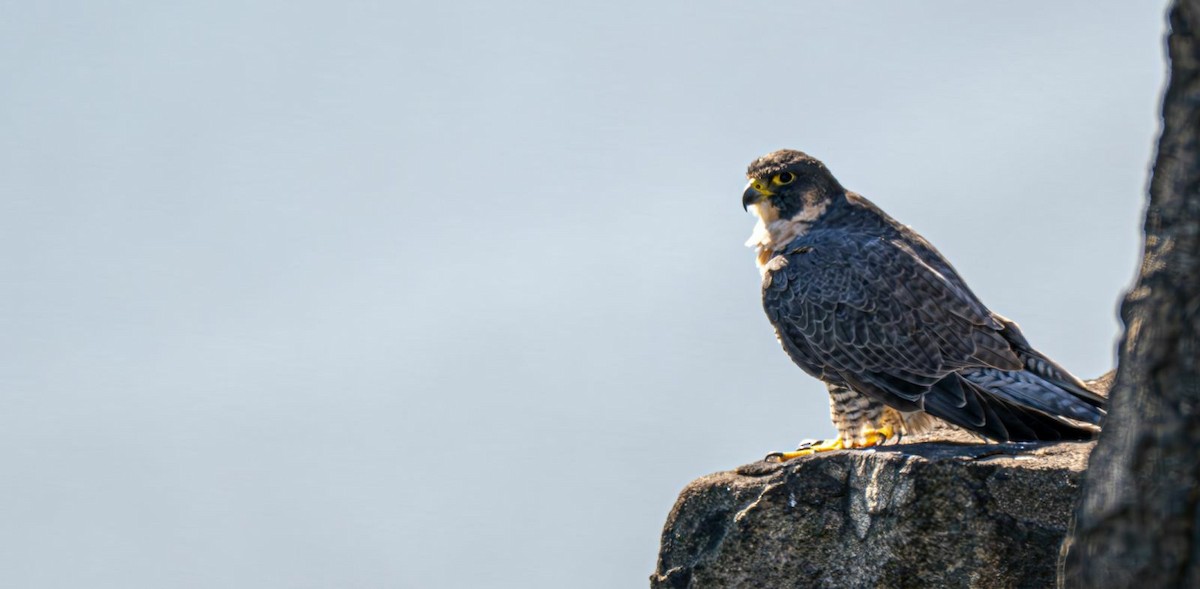 Peregrine Falcon - ML643081737