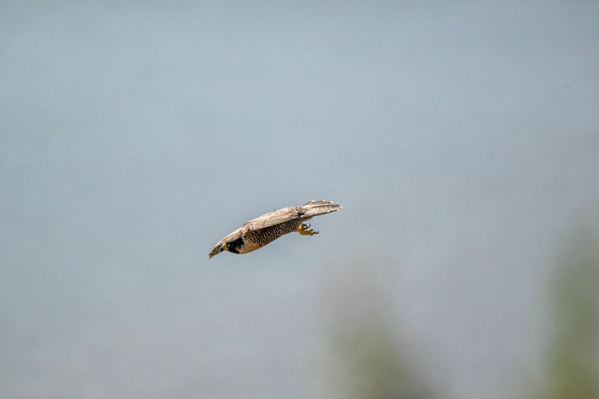 Peregrine Falcon - ML643081738