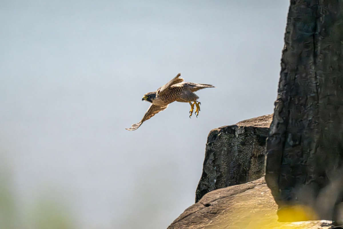 Peregrine Falcon - ML643081741