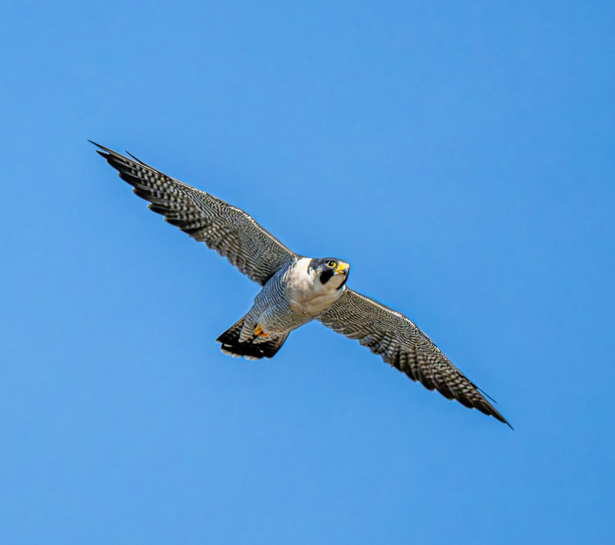 Peregrine Falcon - ML643081743