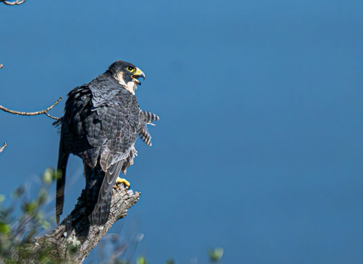 Peregrine Falcon - ML643081744