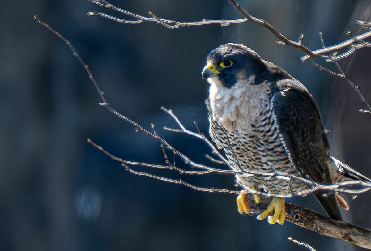 Peregrine Falcon - ML643081745