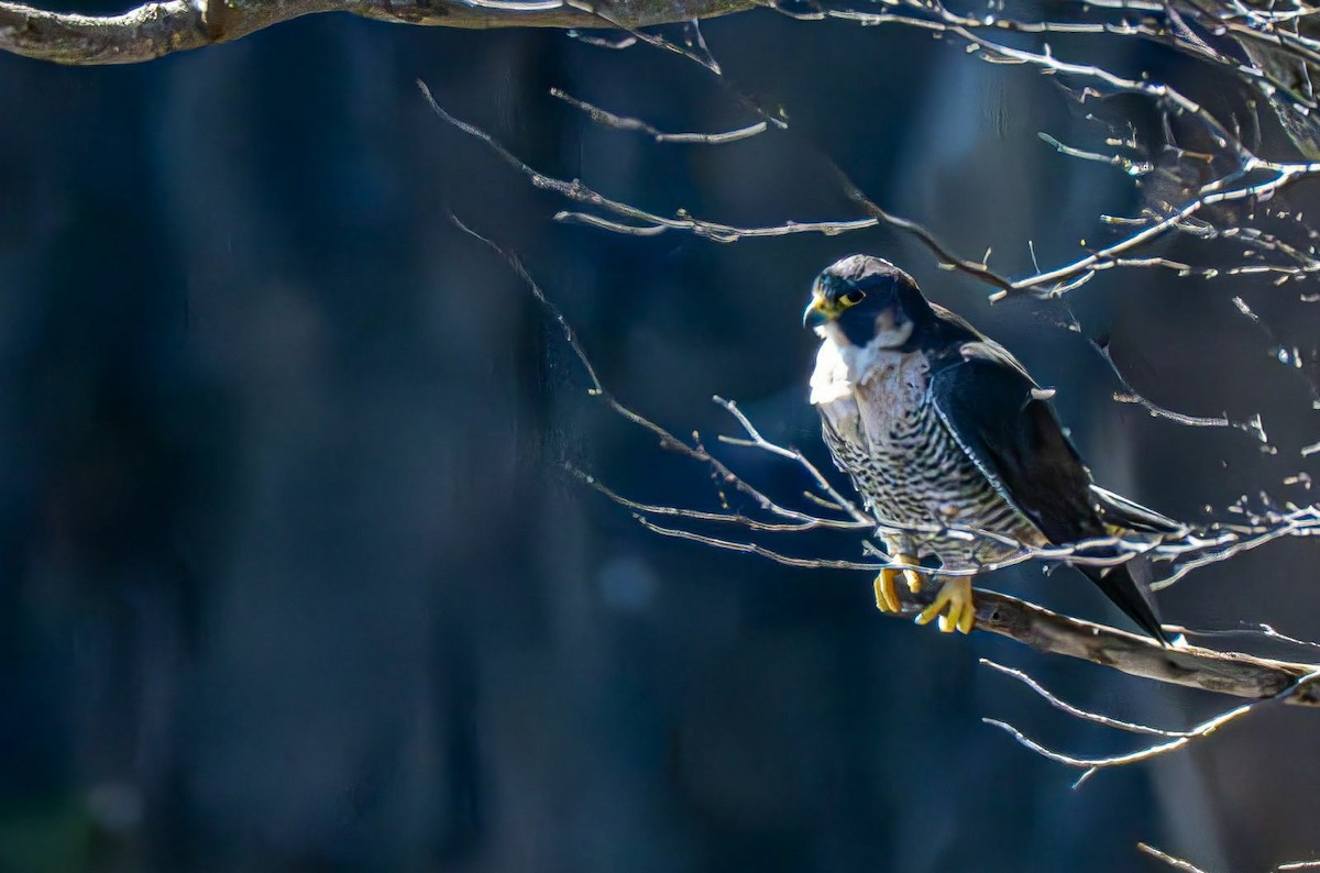 Peregrine Falcon - ML643081746