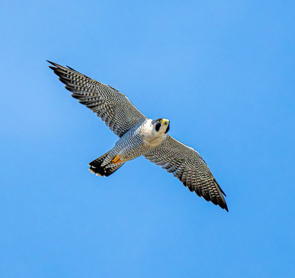 Peregrine Falcon - ML643081747