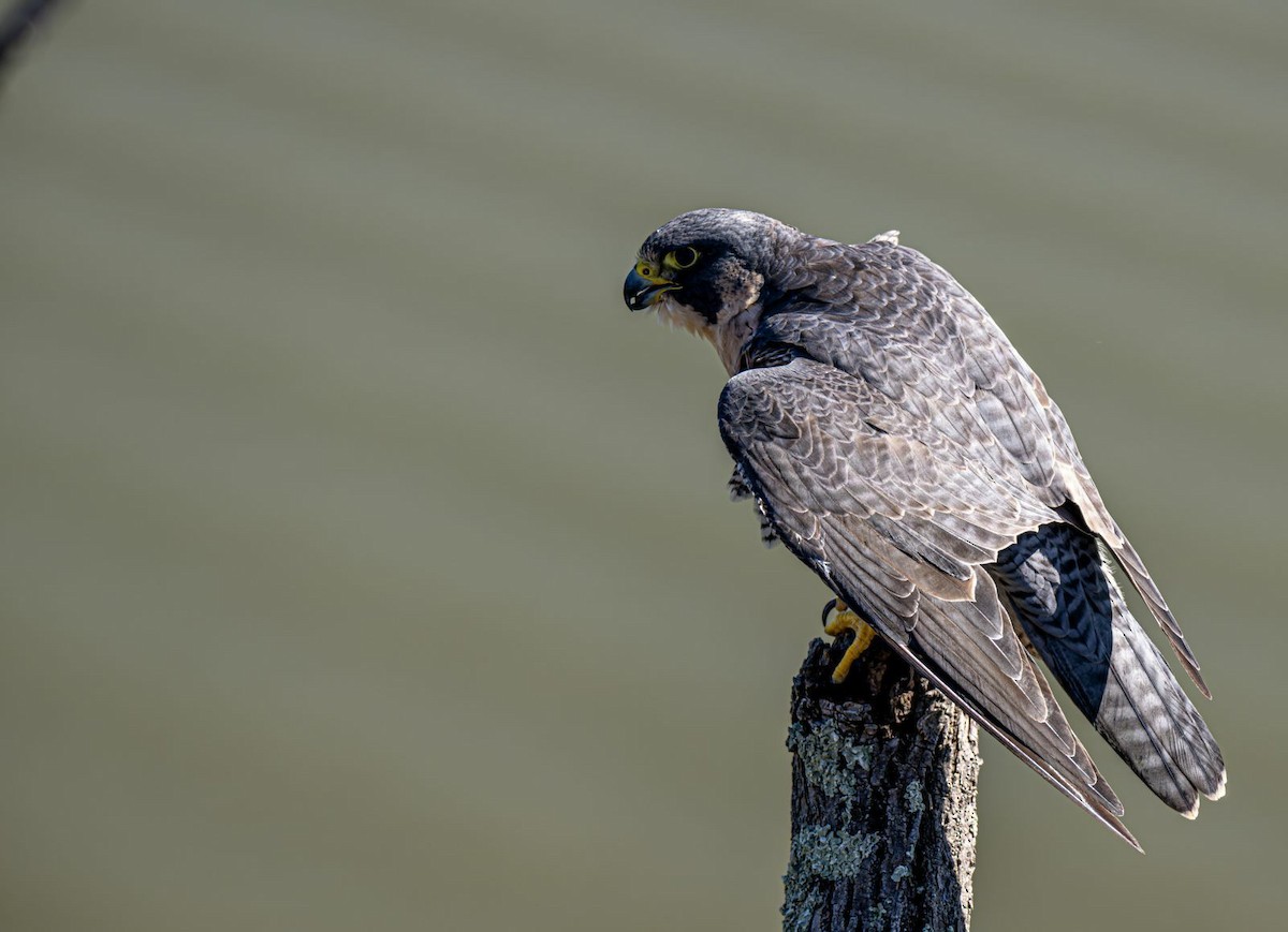 Peregrine Falcon - ML643081748
