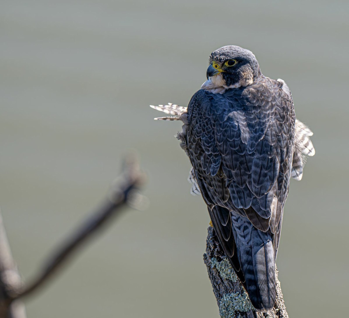 Peregrine Falcon - ML643081749