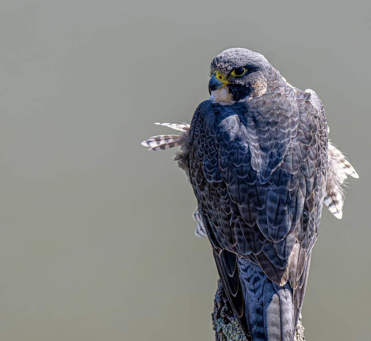 Peregrine Falcon - ML643081750