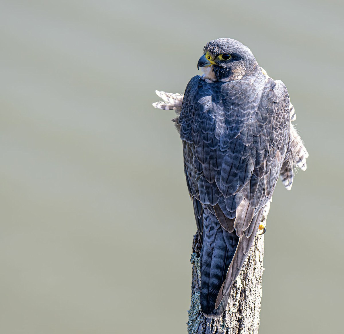 Peregrine Falcon - ML643081751