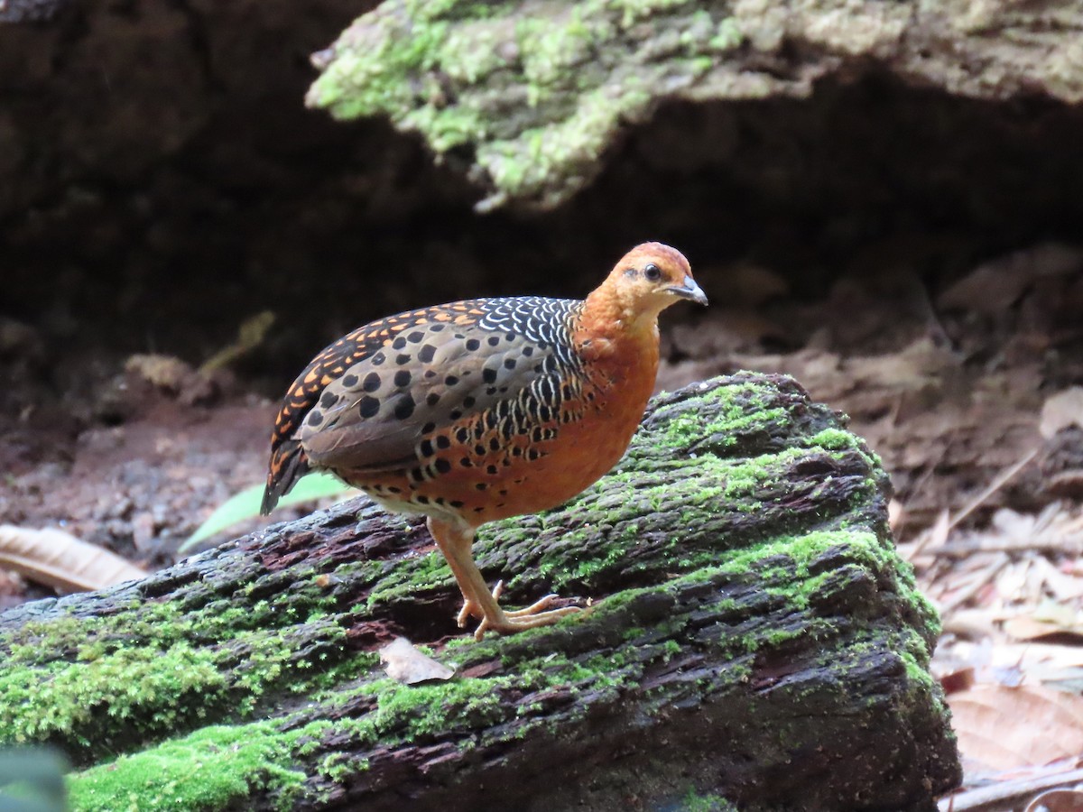 Ferruginous Partridge - ML643081764