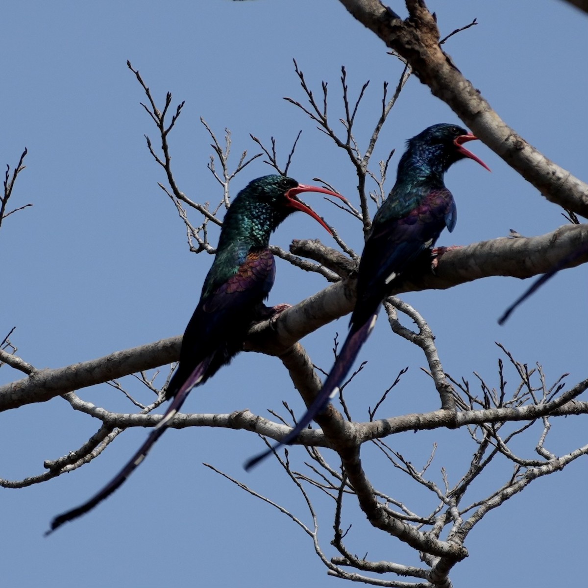 Green Woodhoopoe - ML643081786