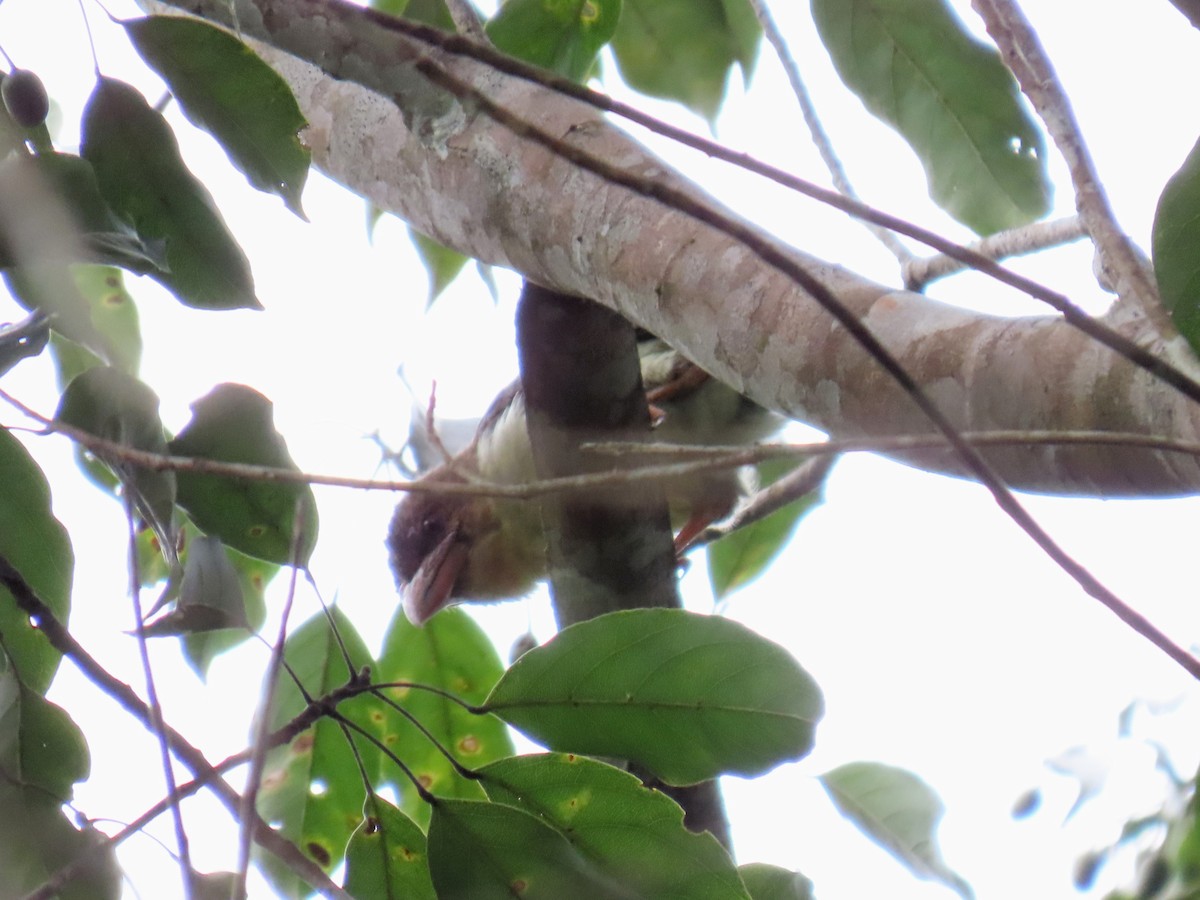 Sooty Barbet - ML643081790