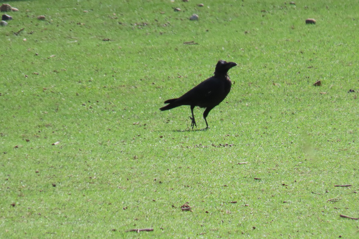 Large-billed Crow - ML643081794