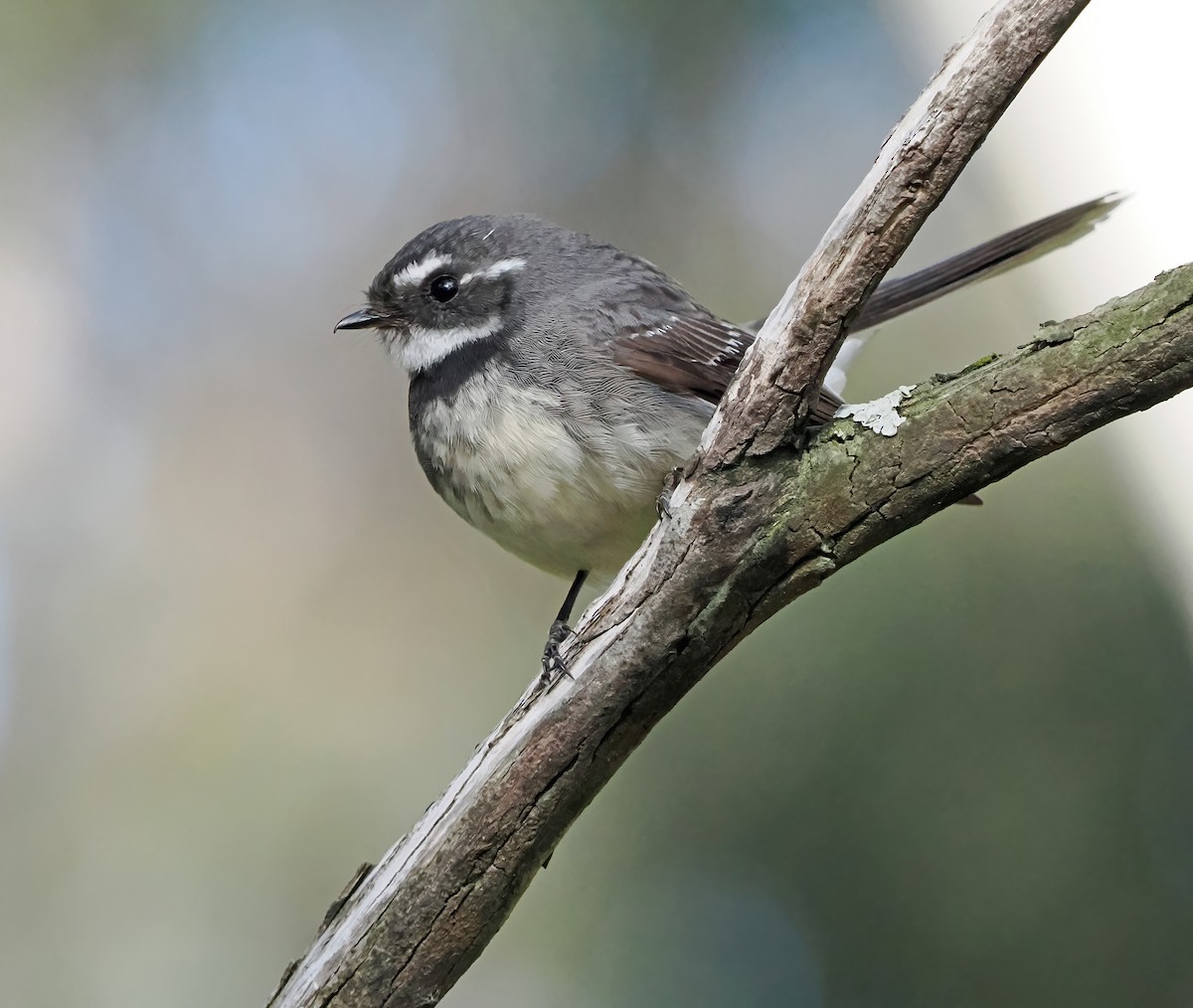 Gray Fantail (alisteri) - ML643081795
