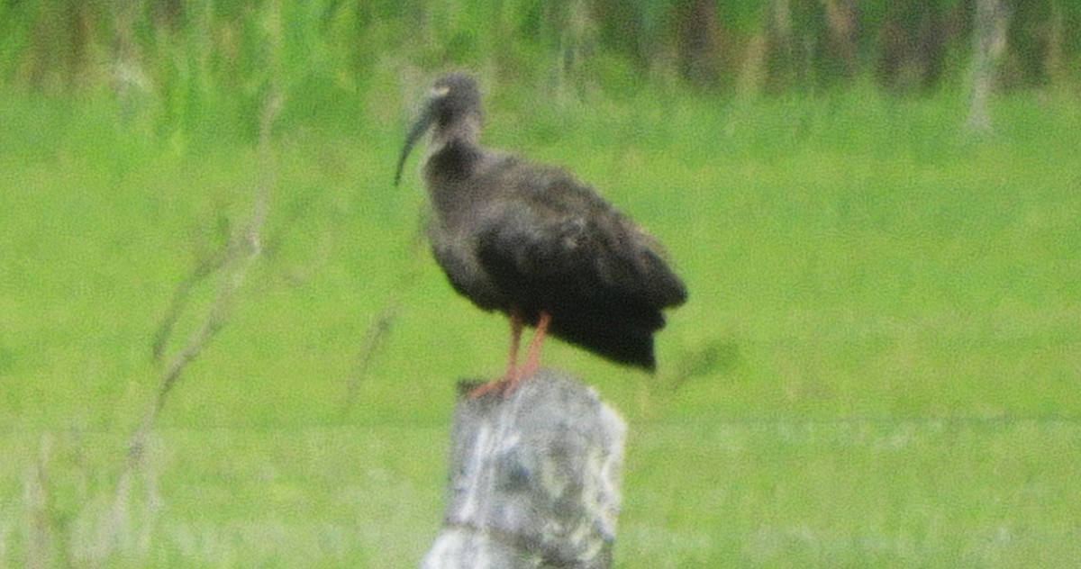 Plumbeous Ibis - ML643081809