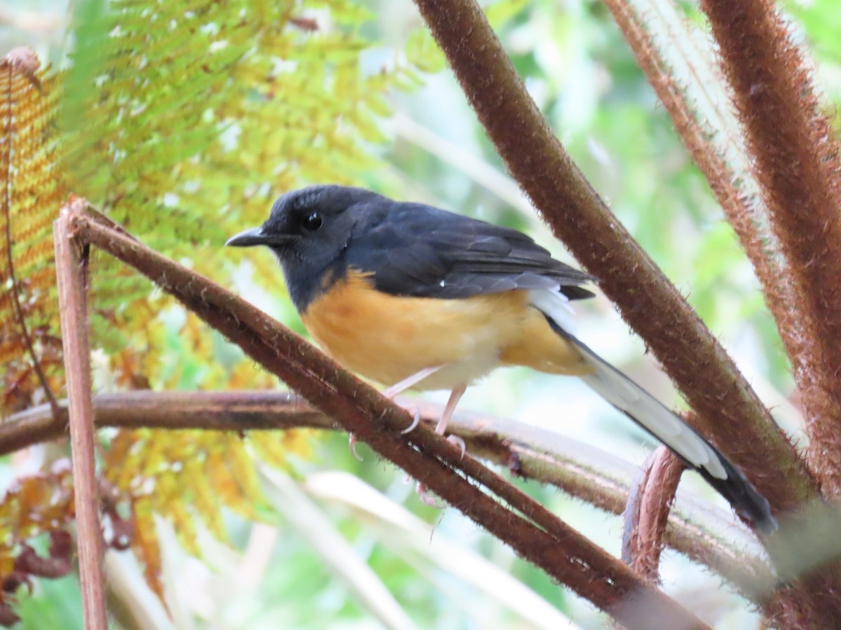White-rumped Shama - ML643081830