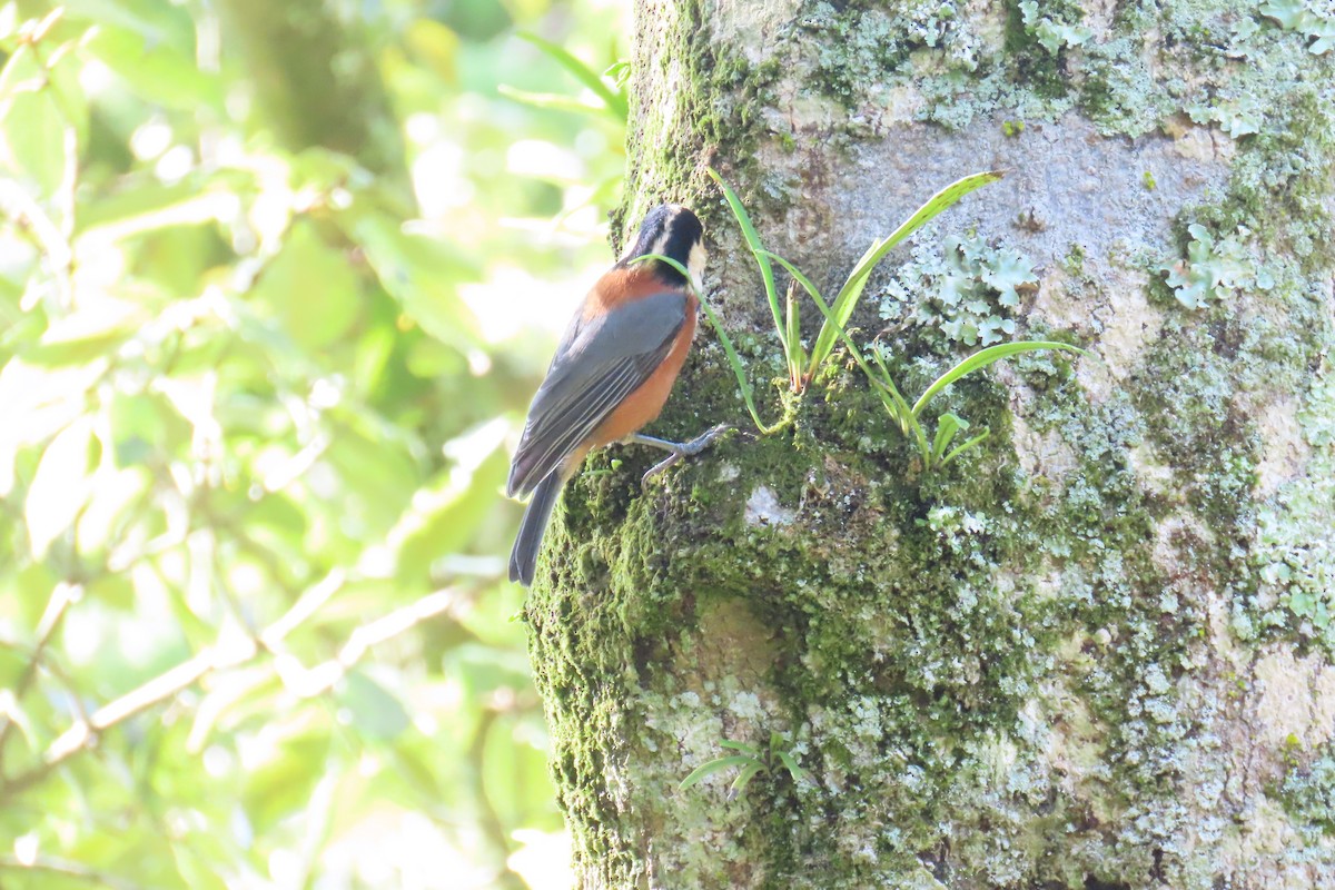 Varied Tit - ML643081835