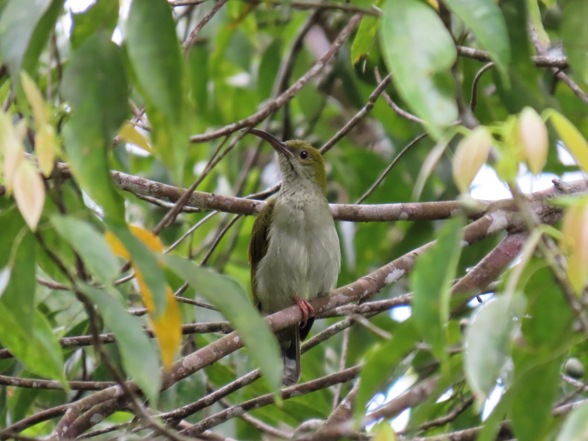 Gray-breasted Spiderhunter - ML643081847