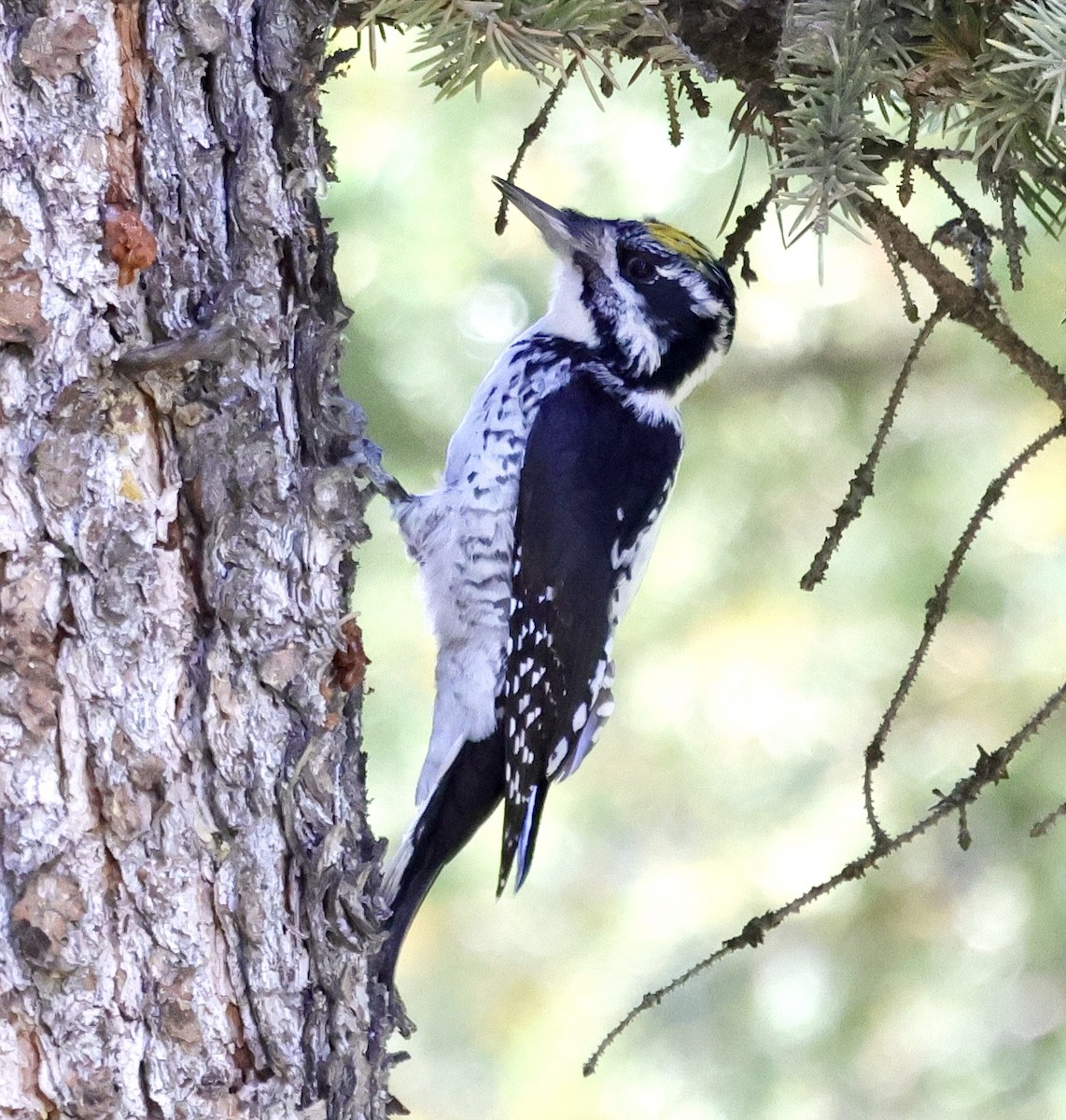 American Three-toed Woodpecker - ML643081849