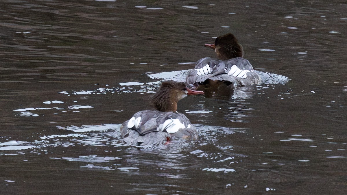 Common Merganser (North American) - ML643081859