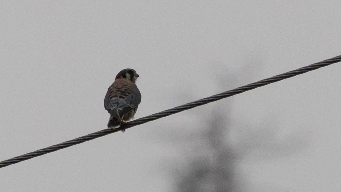 American Kestrel - ML643081864