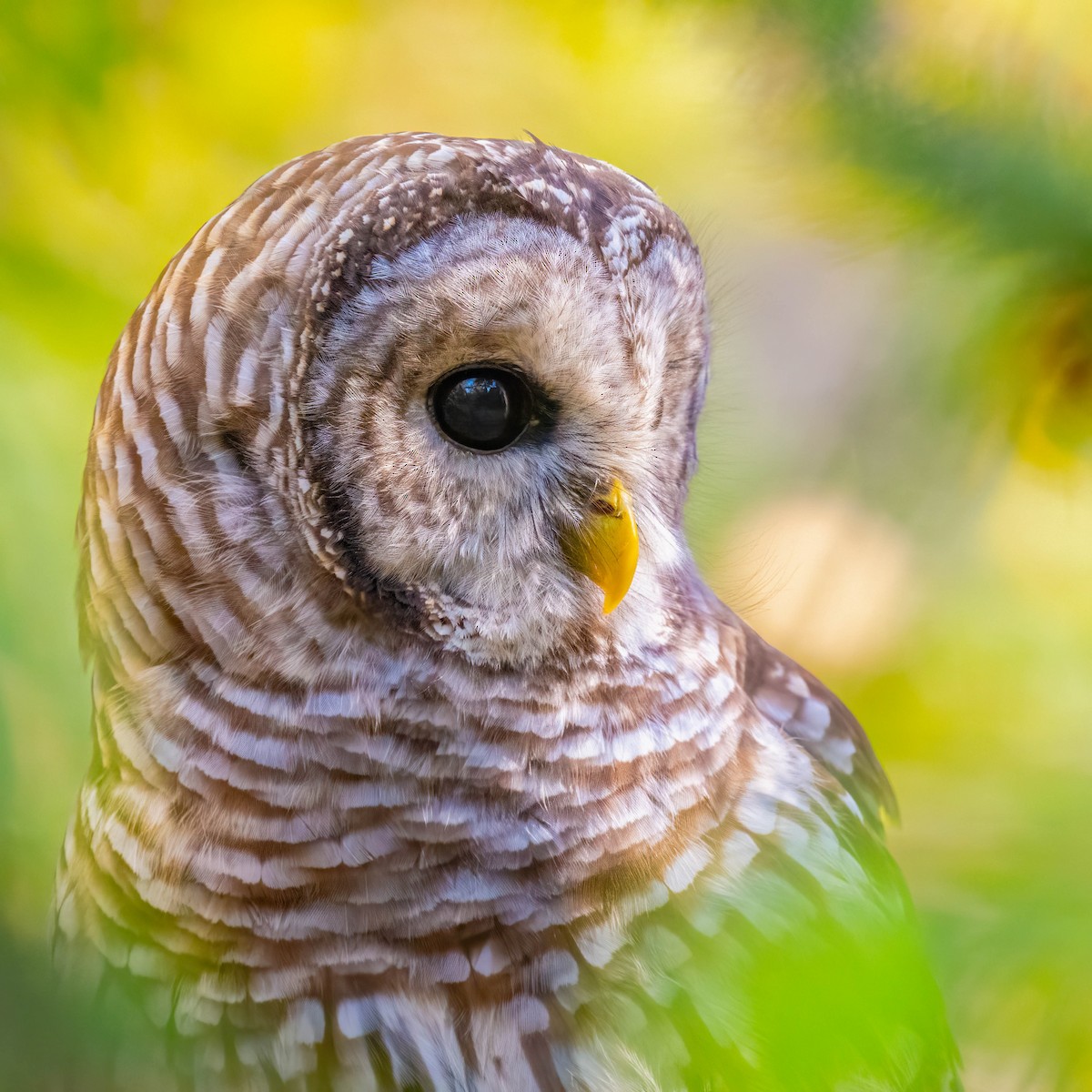 Barred Owl - ML643081874