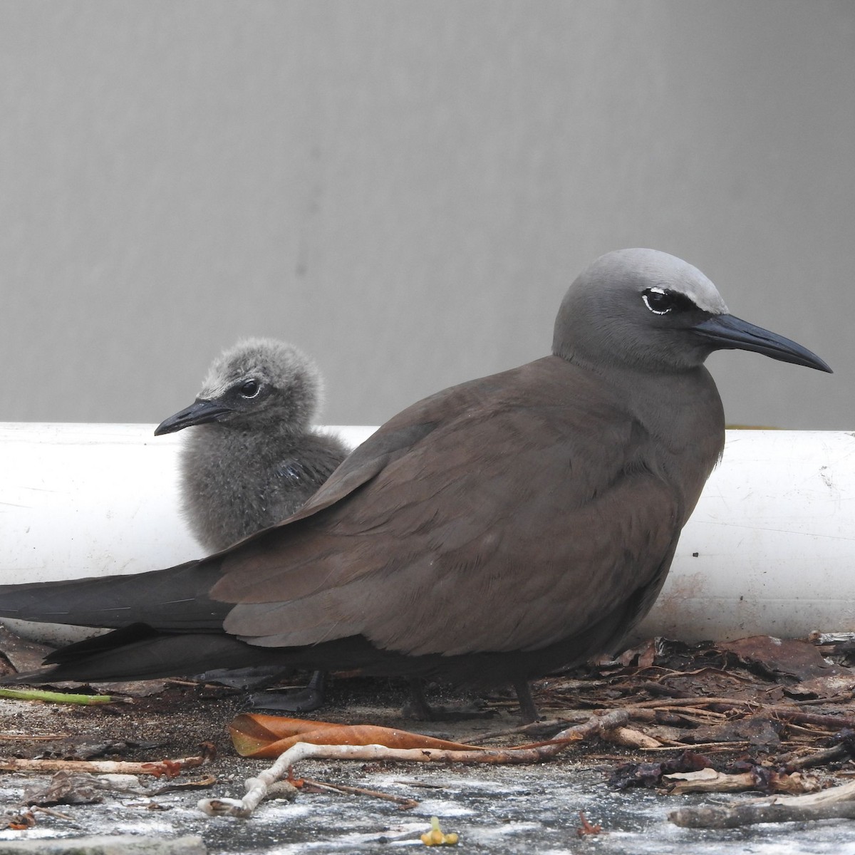 Brown Noddy - ML643081885
