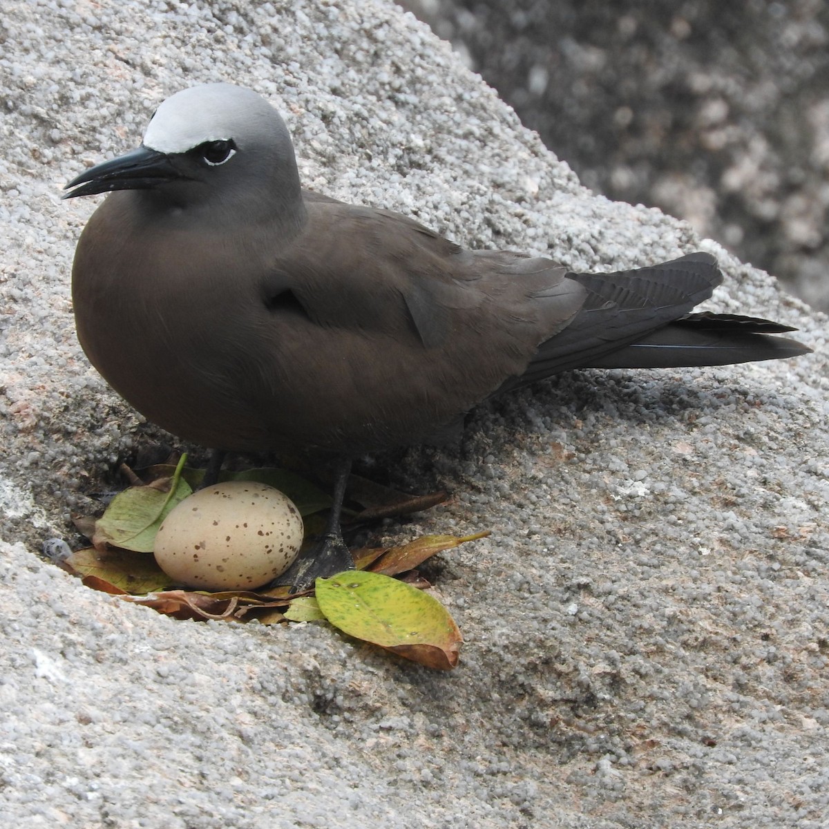 Brown Noddy - ML643081886