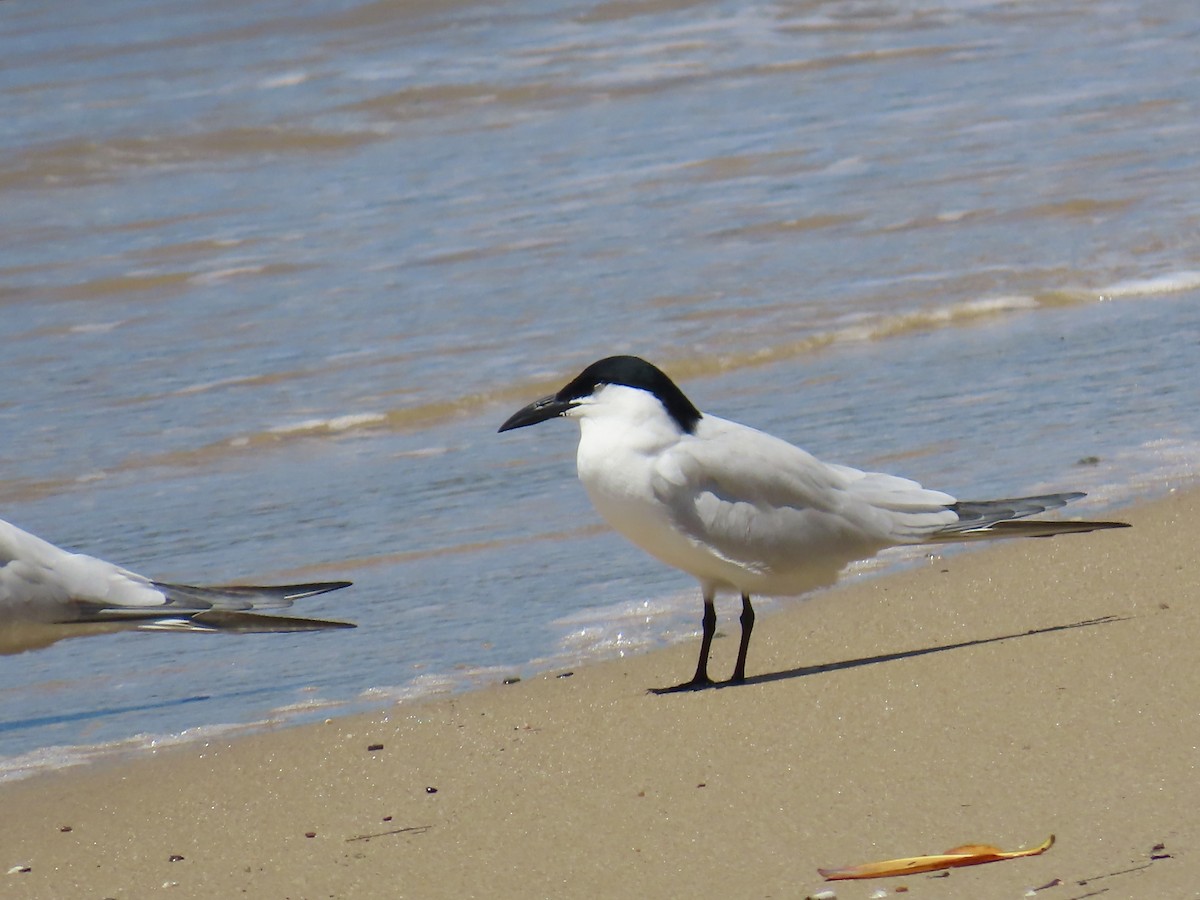 Australian Tern - ML643081913