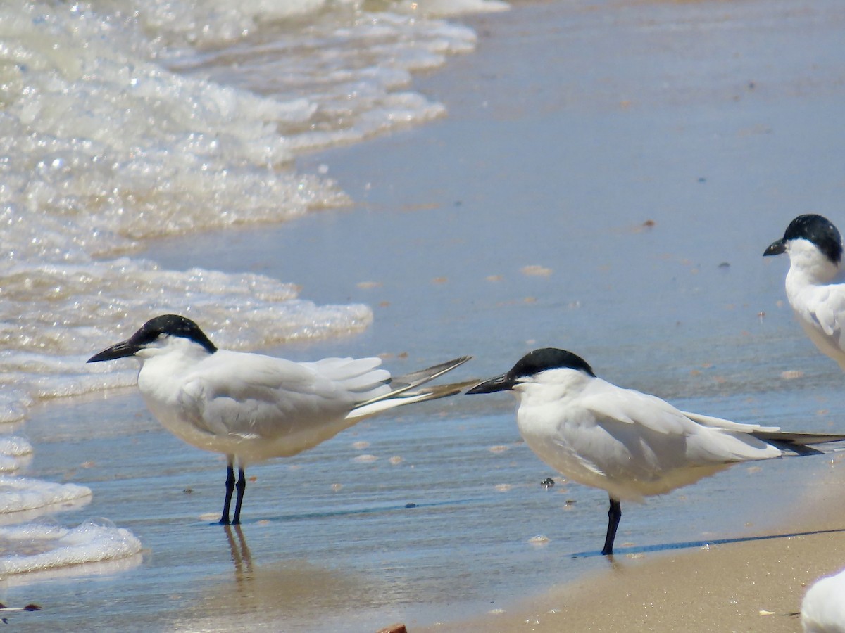 Australian Tern - ML643081914