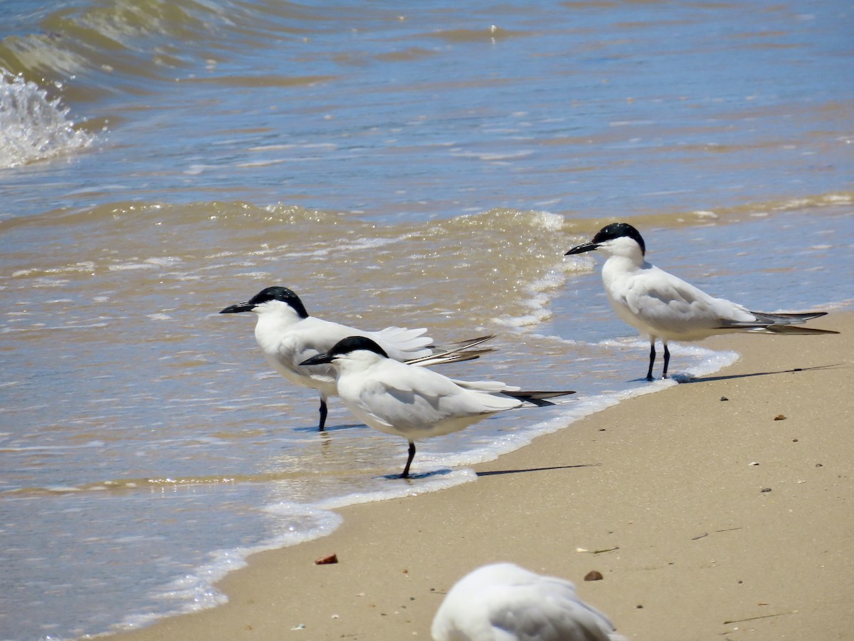 Australian Tern - ML643081915