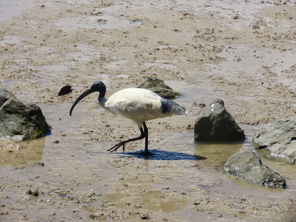 Australian Ibis - ML643081919