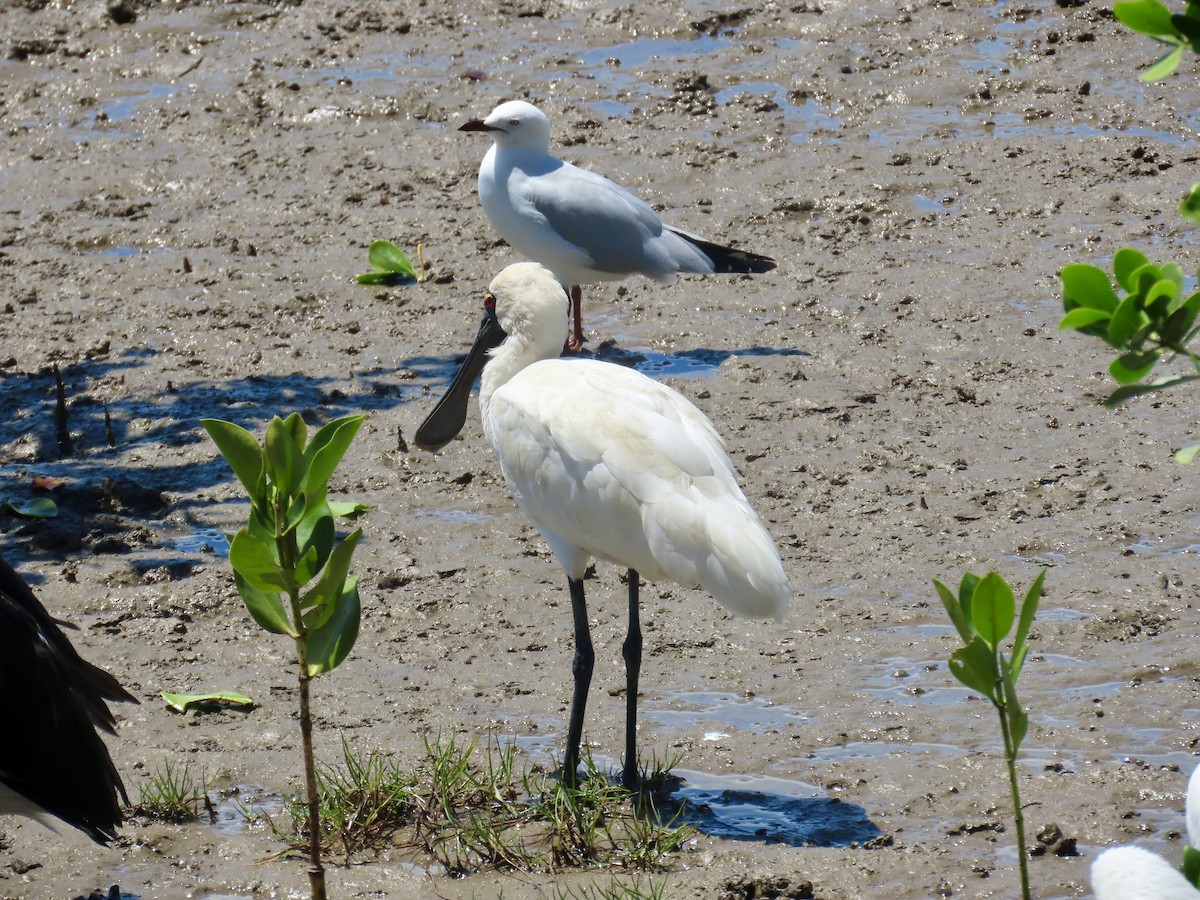 Royal Spoonbill - ML643081922