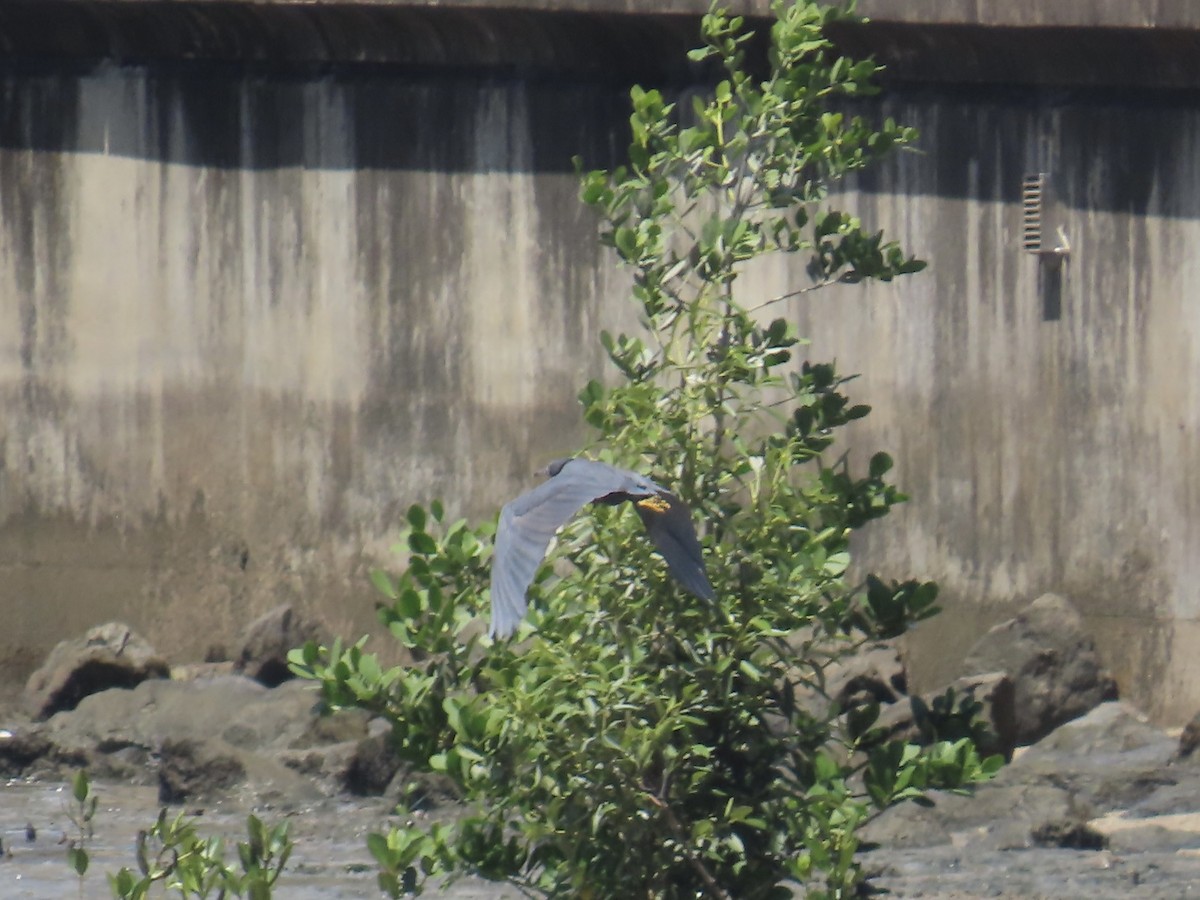Pacific Reef-Heron - ML643081948