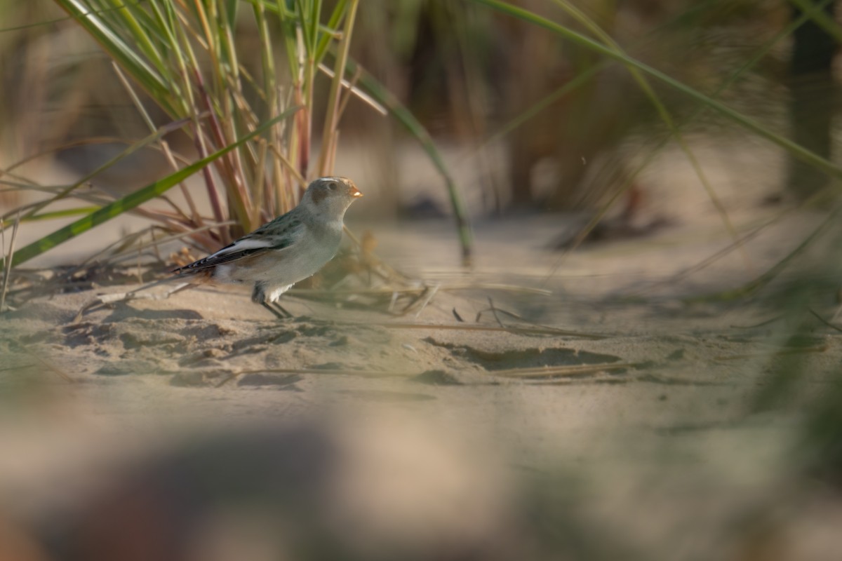 Snow Bunting - ML643081967